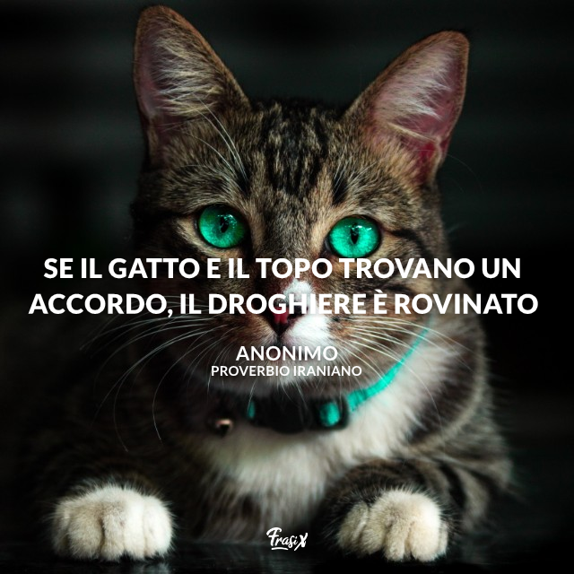 Proverbi Sui Gatti I Pi Belli Da Tutto Il Mondo