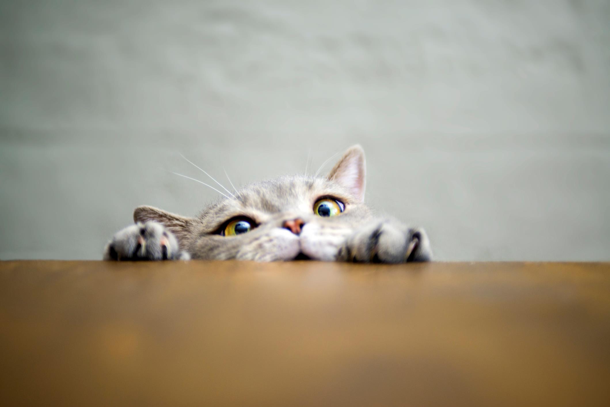Gattino cerca di arrampicarsi sul tavolo