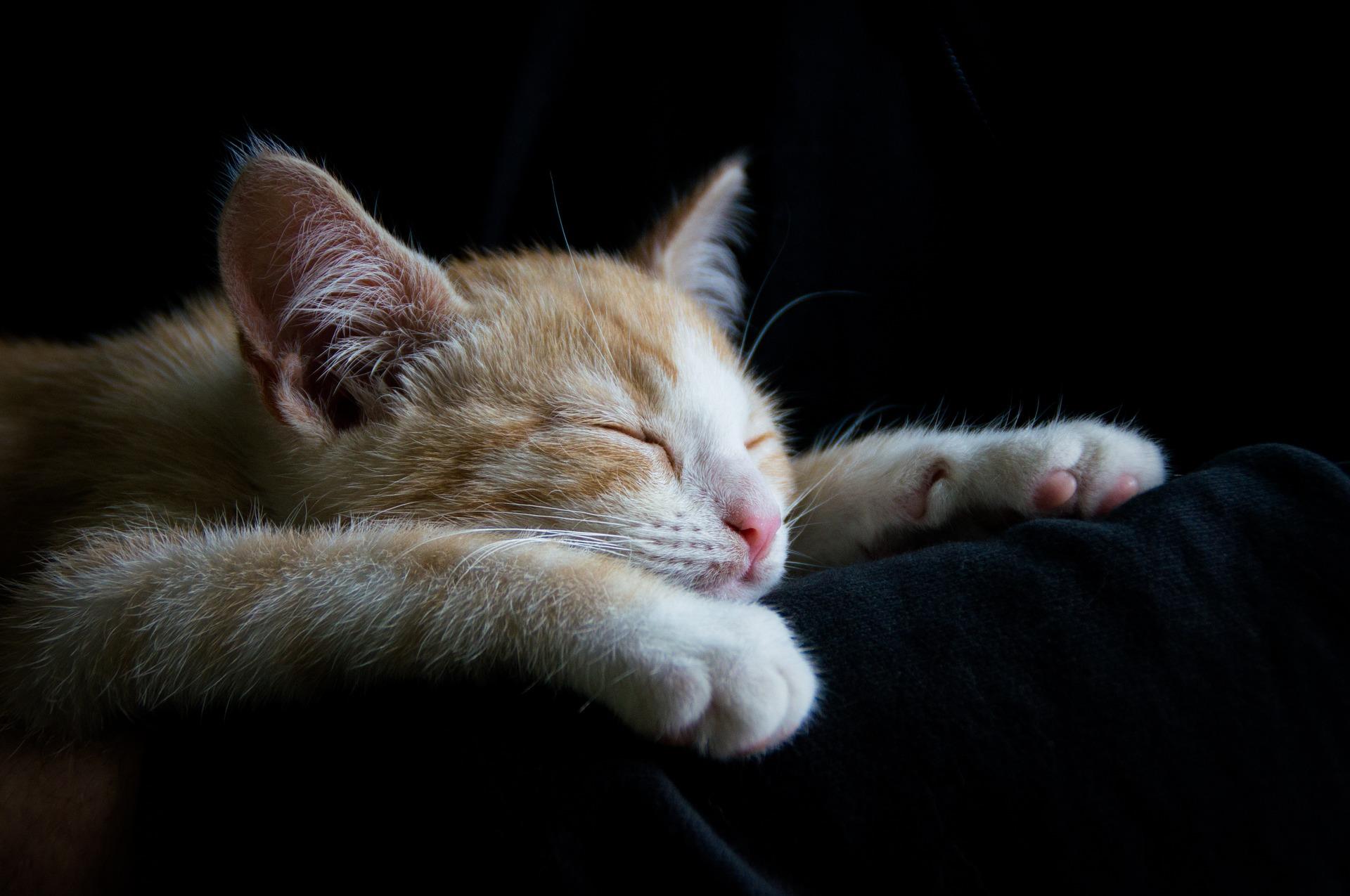 Gatto che dorme - Sfondi per Android, i più belli da scaricare gratis