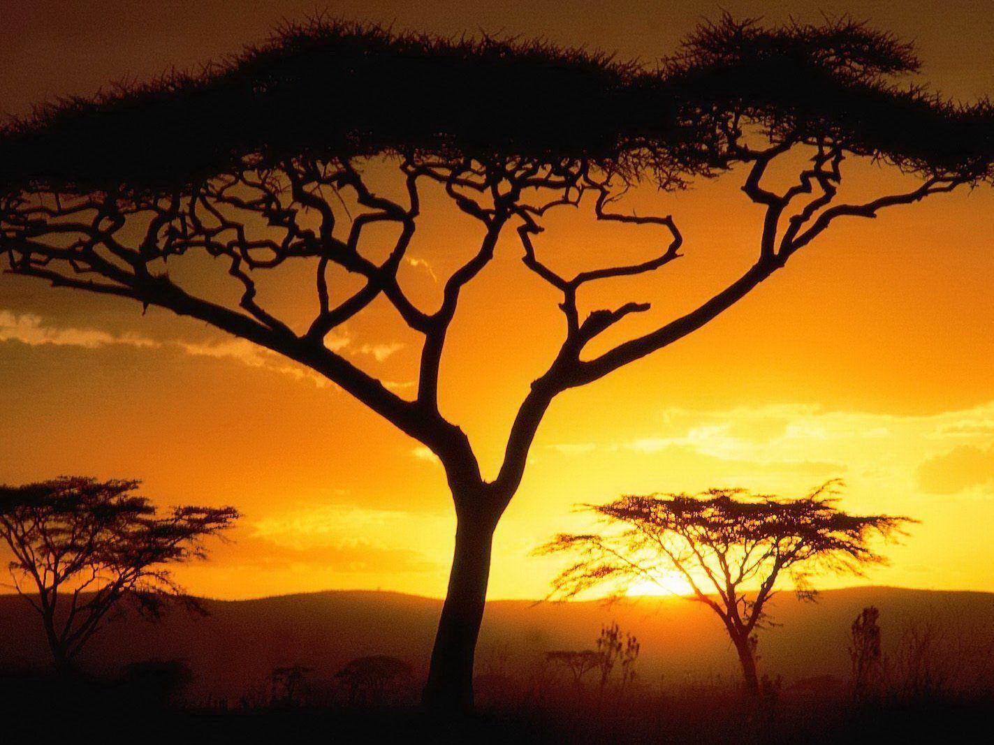 Il tramonto nella savana - Sfondi per PC, iPhone, Android e profilo WhatsApp da scaricare