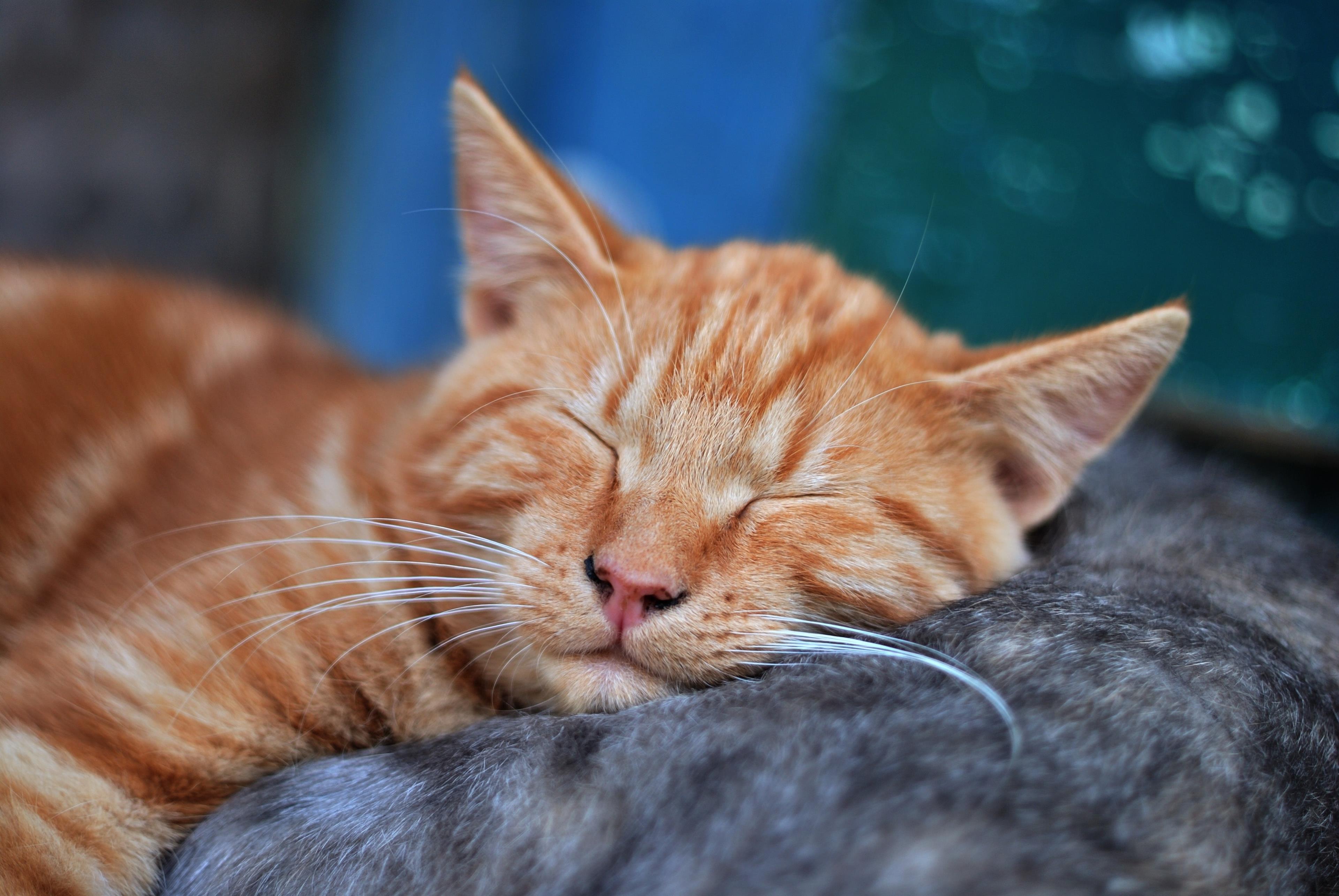 Gatto arancione che dorme - Sfondi per Android, i più belli da scaricare gratis