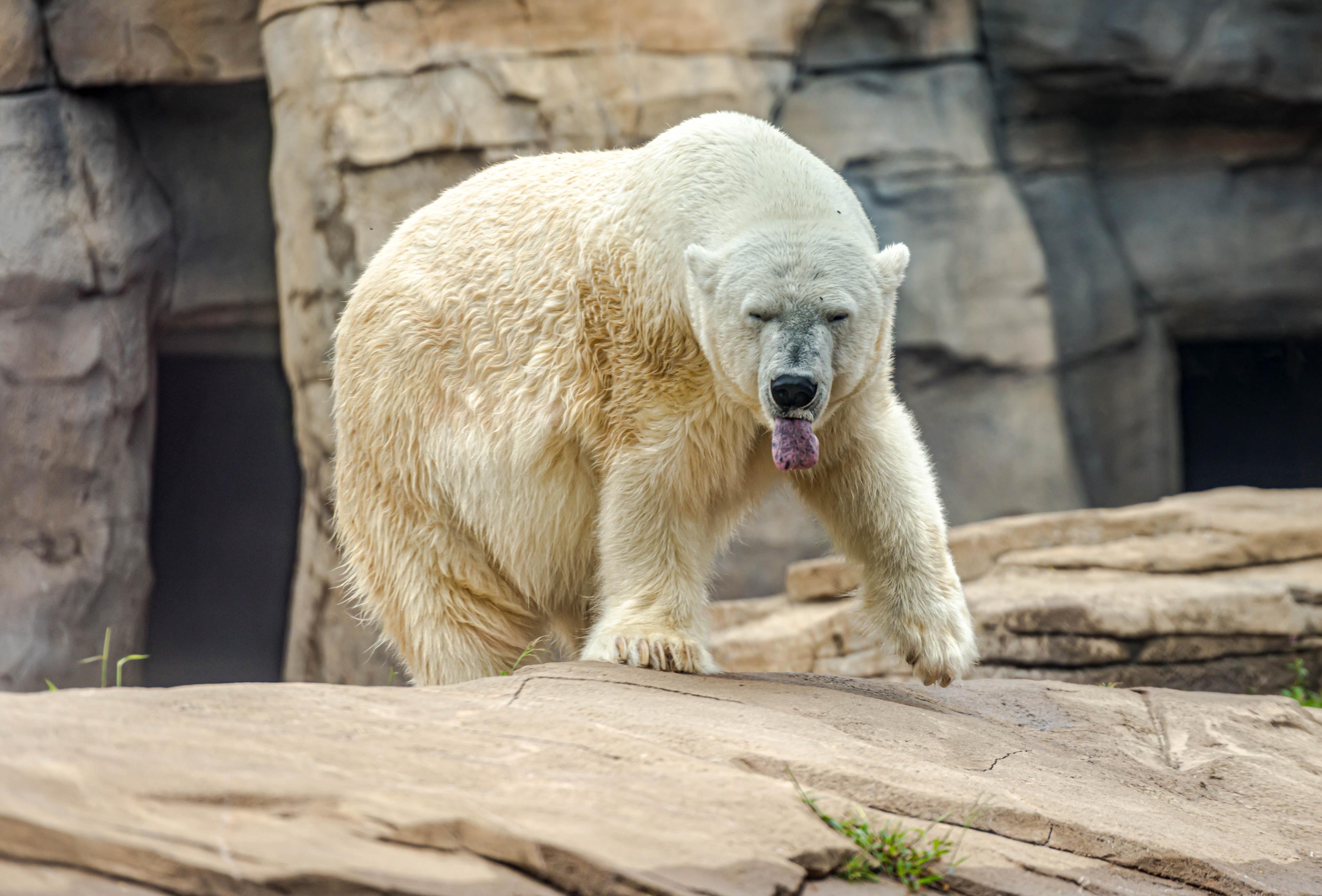 Orso polare in via di estinzione