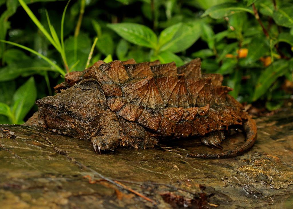 Tartaruga alligatore animale fra i più strani al mondo