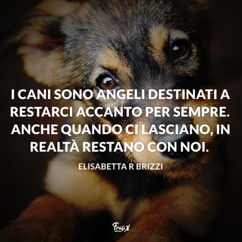 Immagine con frase tenera sui cani: i cani sono angeli destinati a restarci accanto per sempre.