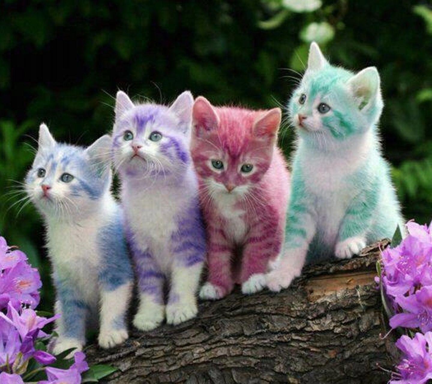 Dei simpatici gattini colorati - Sfondi per Android, i più belli da scaricare gratis