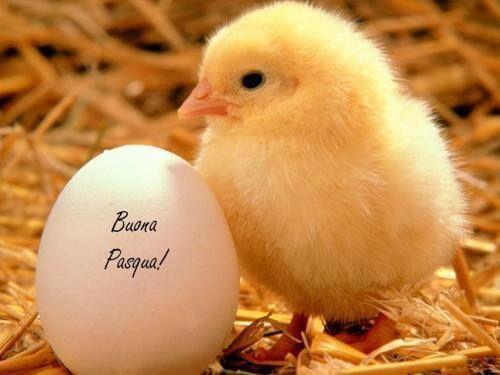 Un pulcino e un uovo - Immagini divertenti per auguri di Buona Pasqua