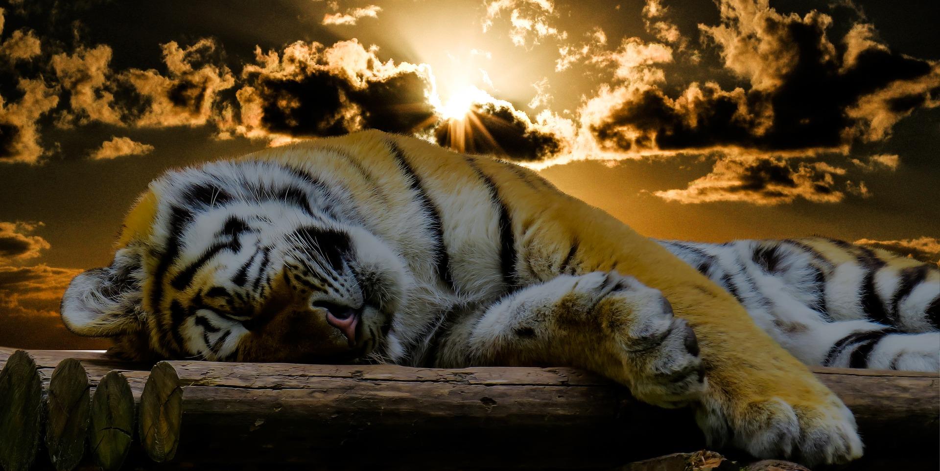 Tigre che dorme - Sfondi per Android, i più belli da scaricare gratis