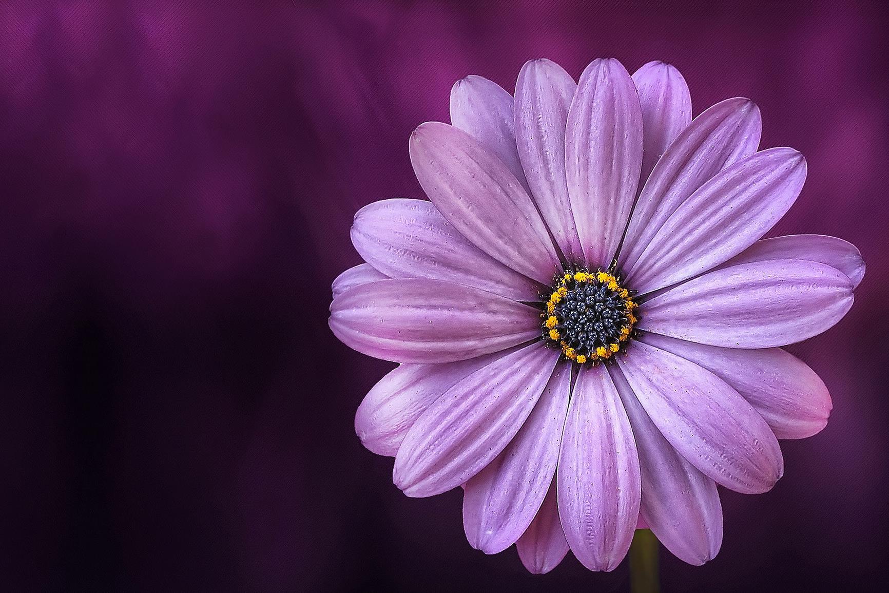Copertina frasi sulla semplicità dei fiori