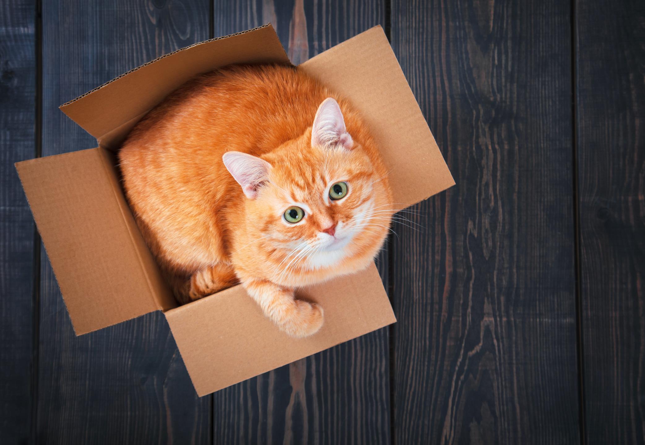 Gatto in una scatola guarda verso l'alto