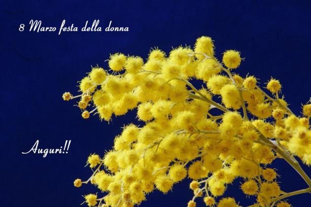 Una pianta di mimosa - Immagini per la Festa della Donna
