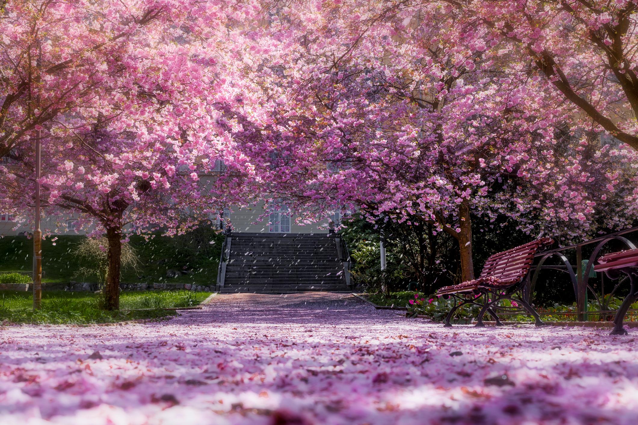 Parco con i ciliegi in fiore