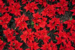 Una stella di Natale rossa