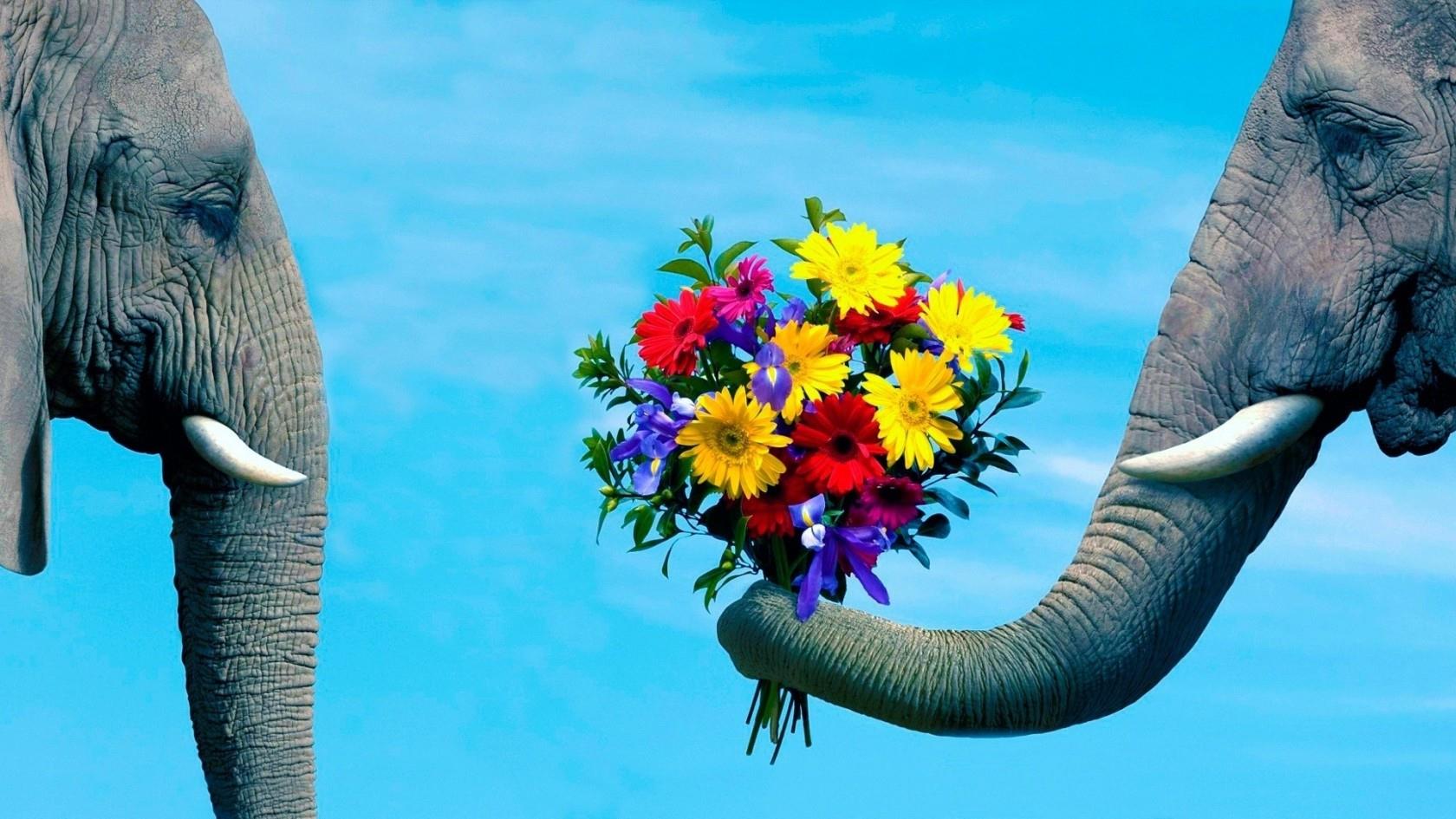 Due elefanti e un mazzo di fiori - Sfondi per PC, iPhone, Android e profilo WhatsApp da scaricare 