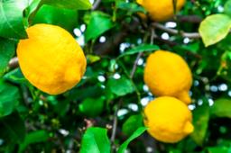 Il limone, il giallo che conquisterà il tuo giardino