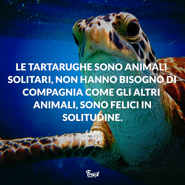 Le tartarughe sono animali solitari, non hanno bisogno di compagnia come gli altri animali, sono felici in solitudine. 