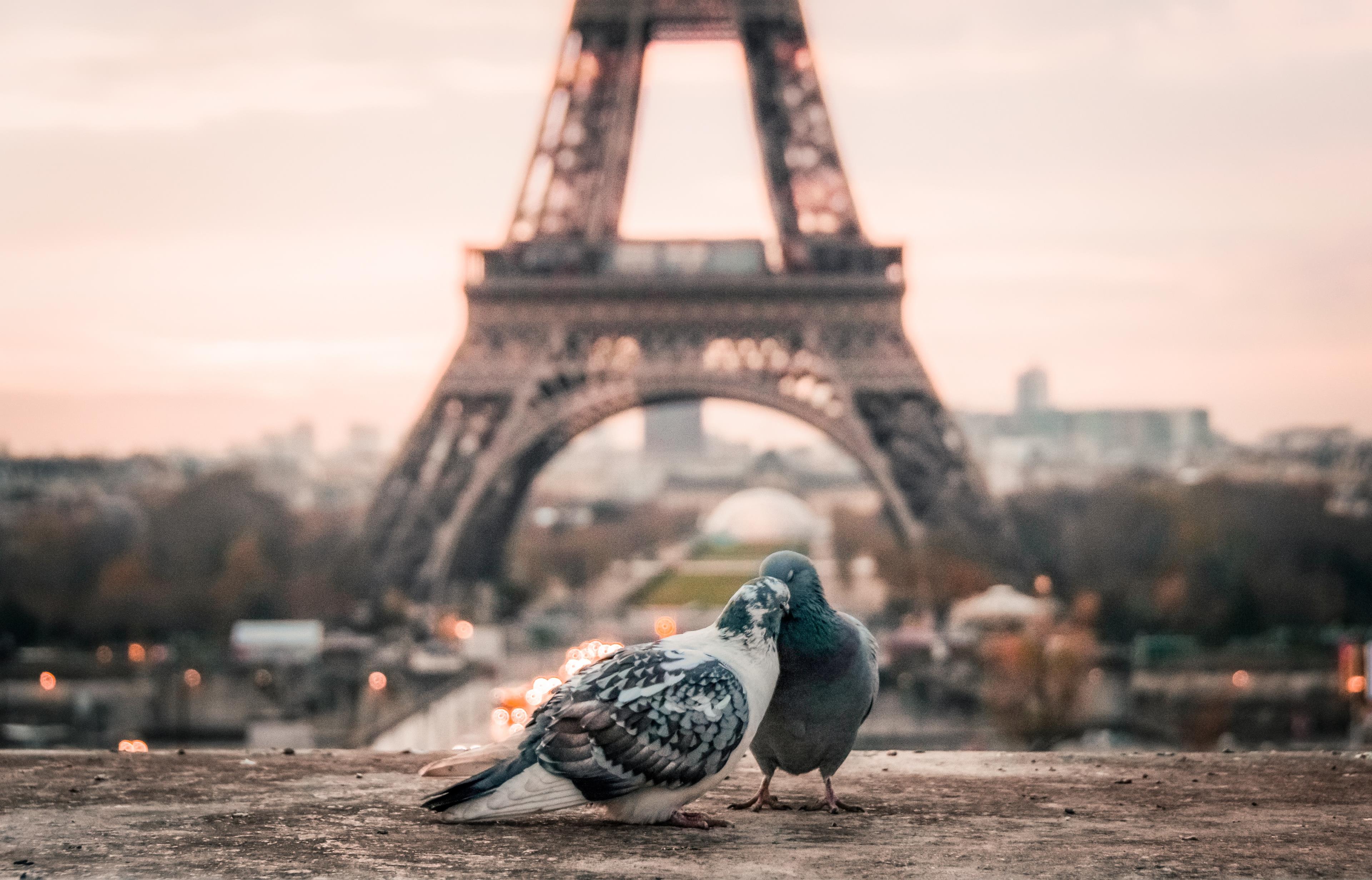 Due piccioni tubano di fronte alla Torre Eiffel