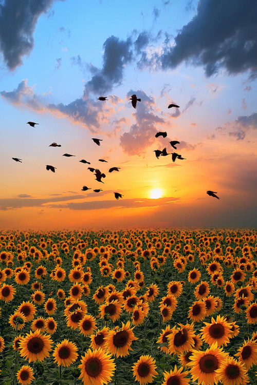 Un campo di girasoli al tramonto - Sfondi per PC, iPhone, Android e profilo WhatsApp da scaricare  