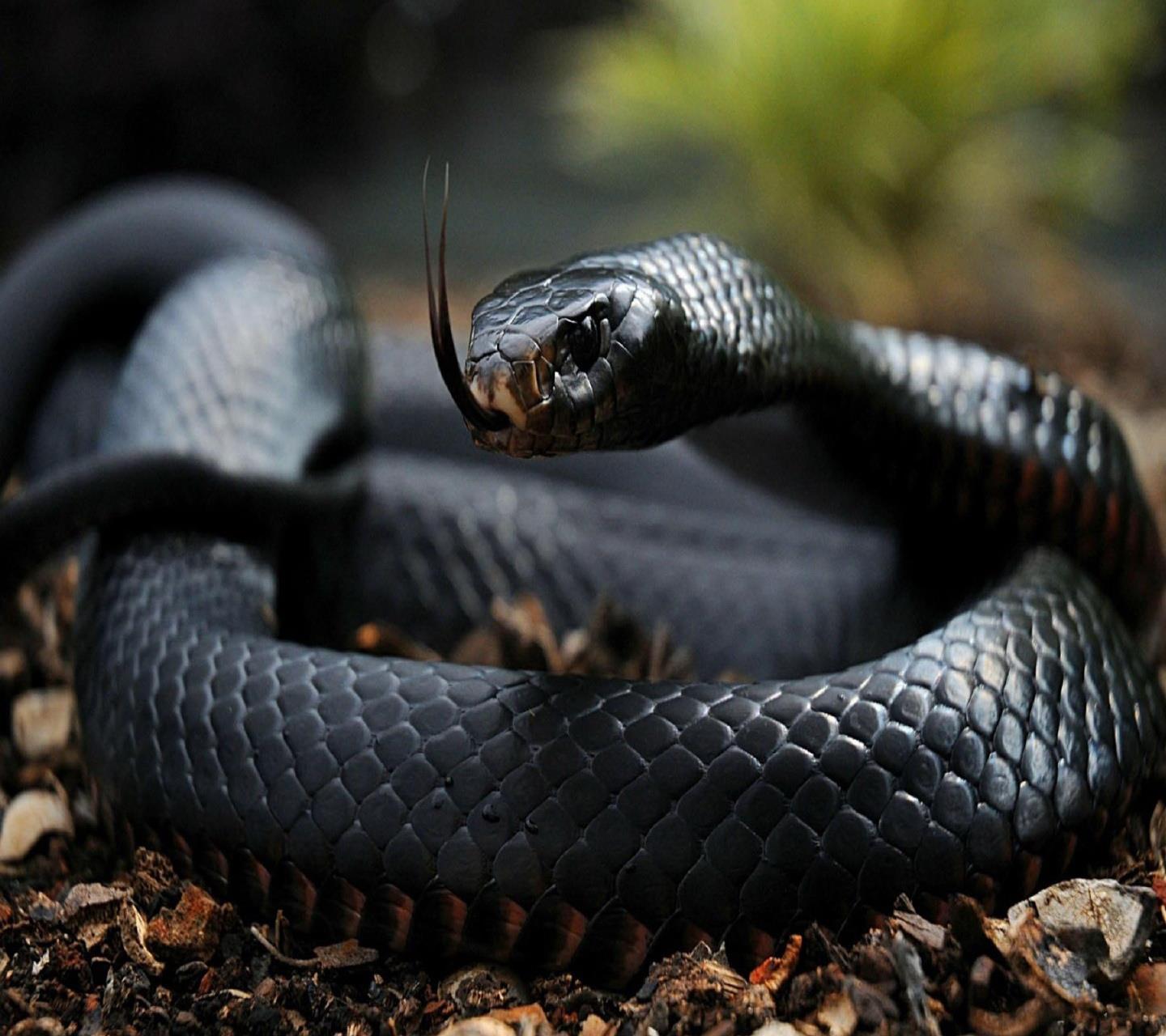 Un serpente nero - Sfondi per Android, i più belli da scaricare gratis