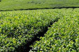 Il tè verde: una ricerca dimostra che protegge da infarti e inctus