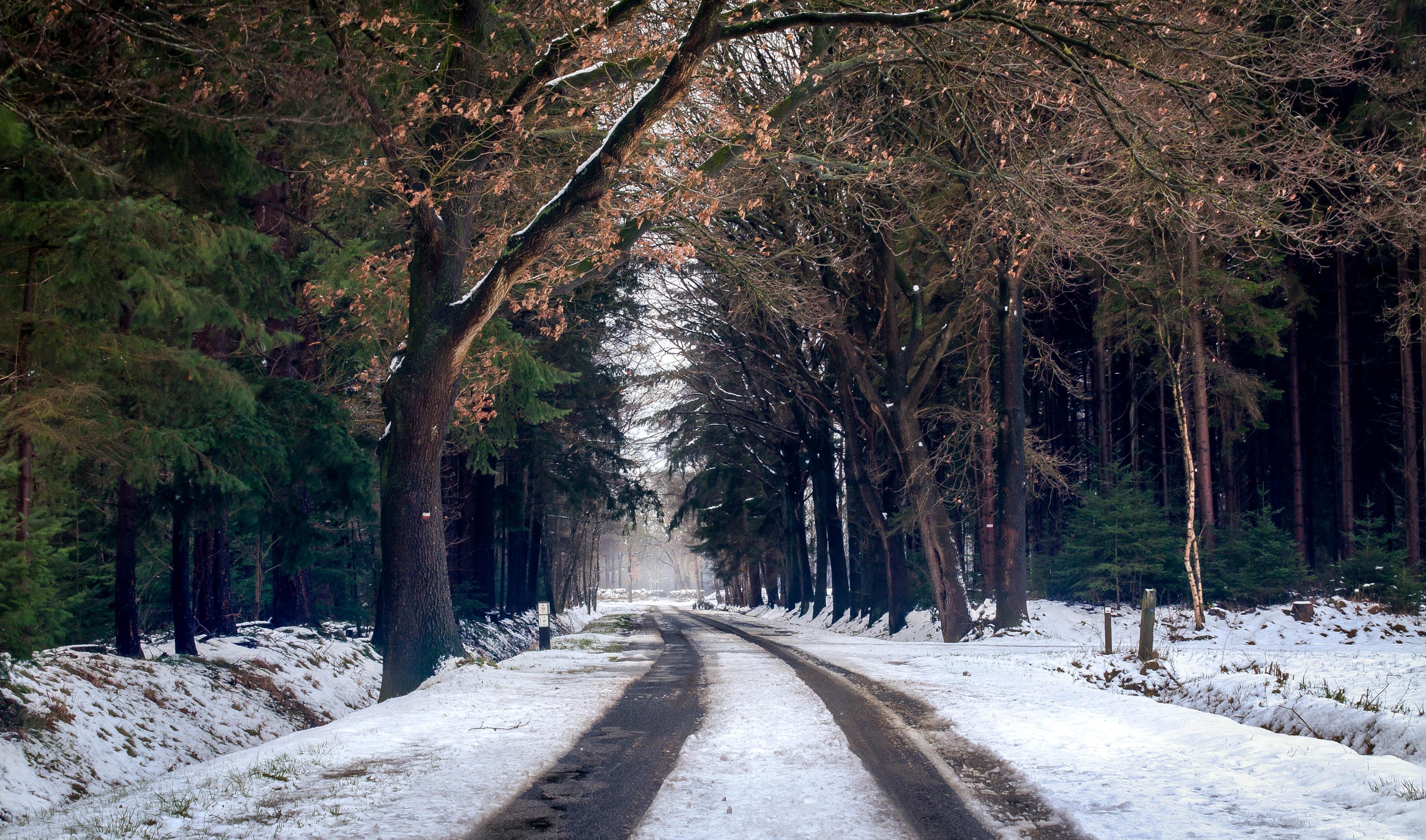 Strada di un bosco innevata