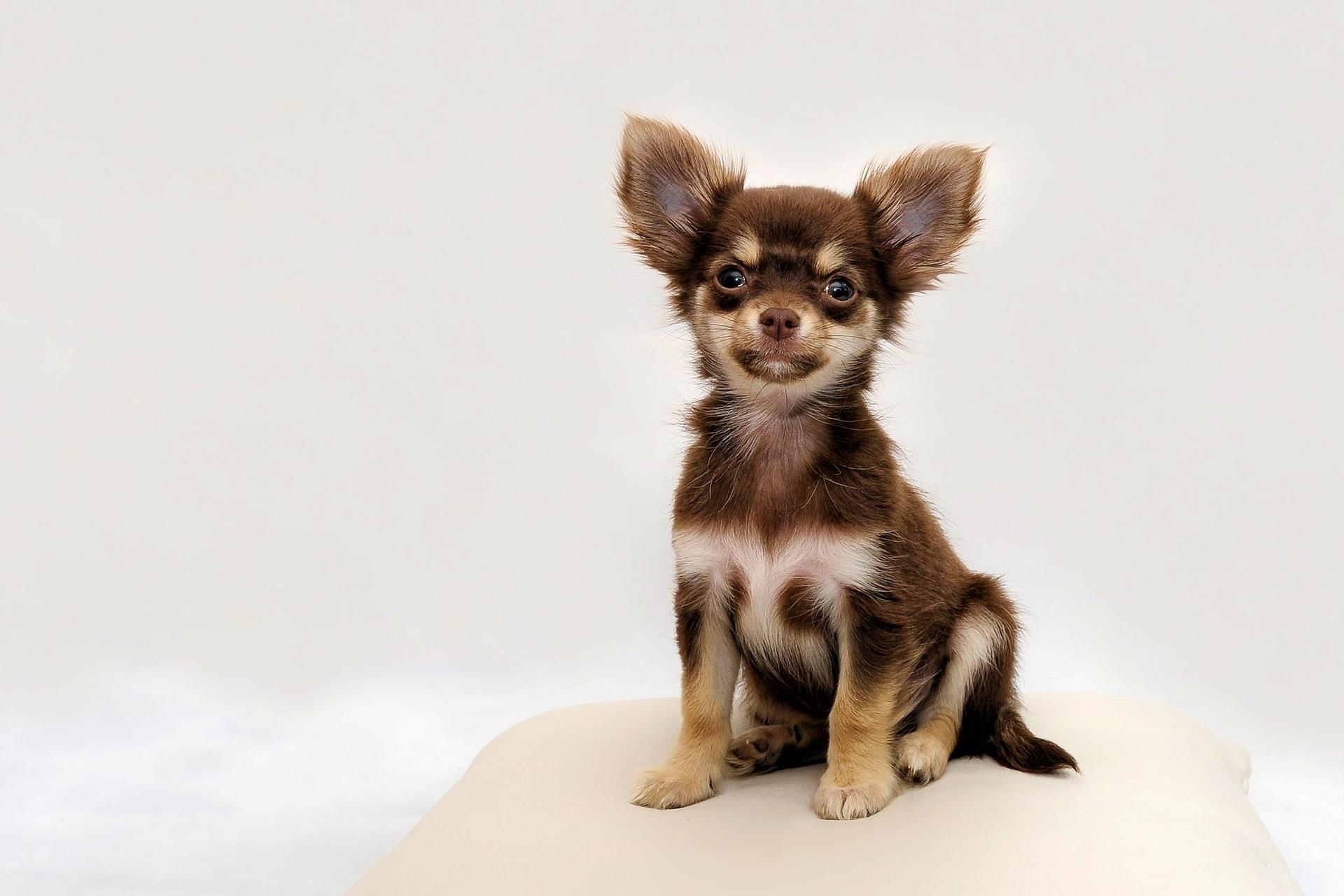 Cane di razza Chihuahua