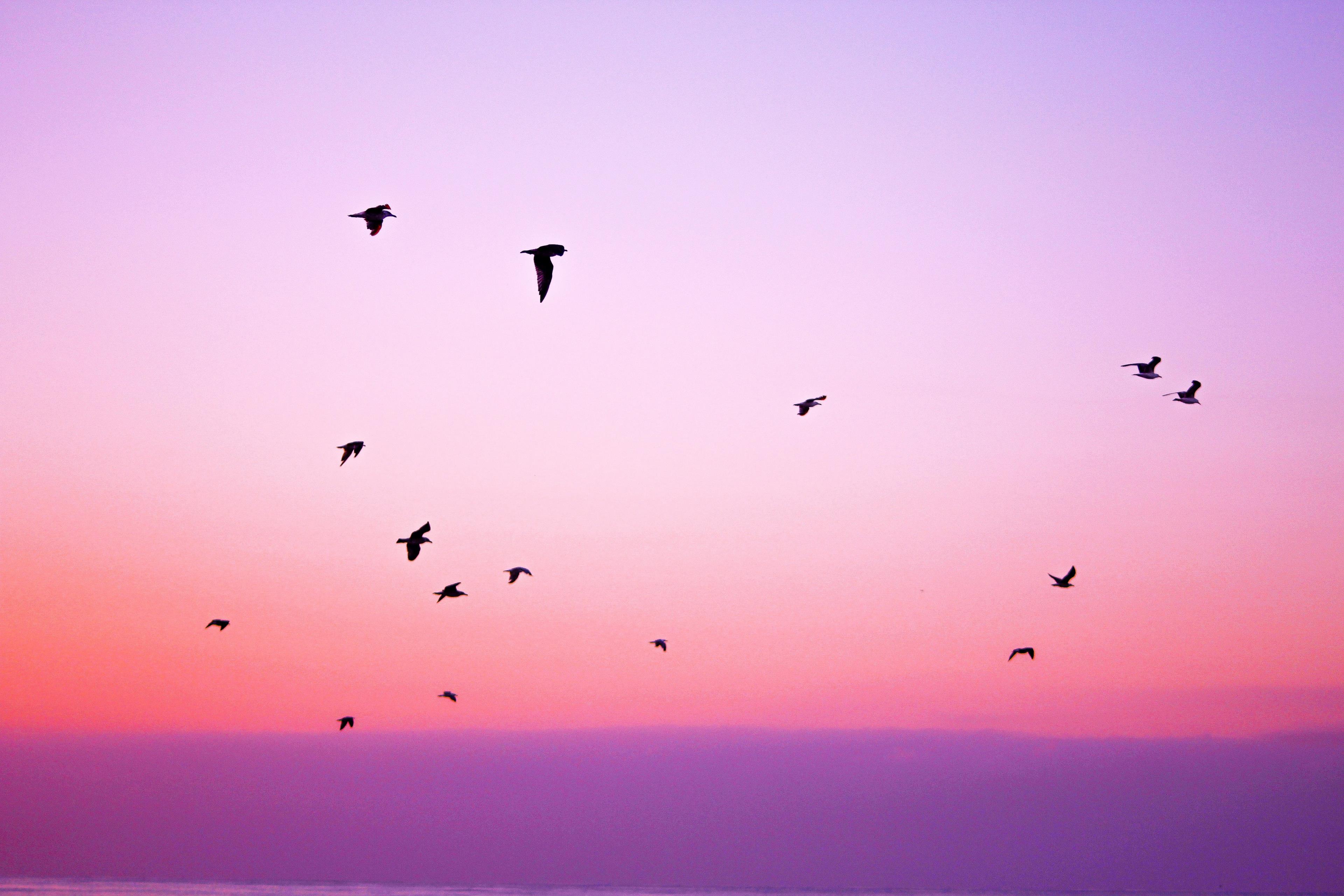 Stormo di uccelli in volo al tramonto