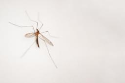 Zanzara sul muro