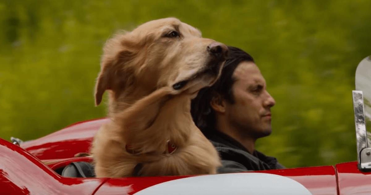 Attraverso I Miei Occhi Voce Del Cane