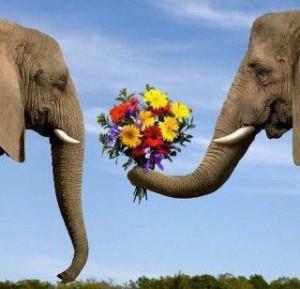 Un elefante offre dei fiori a un altro elefante