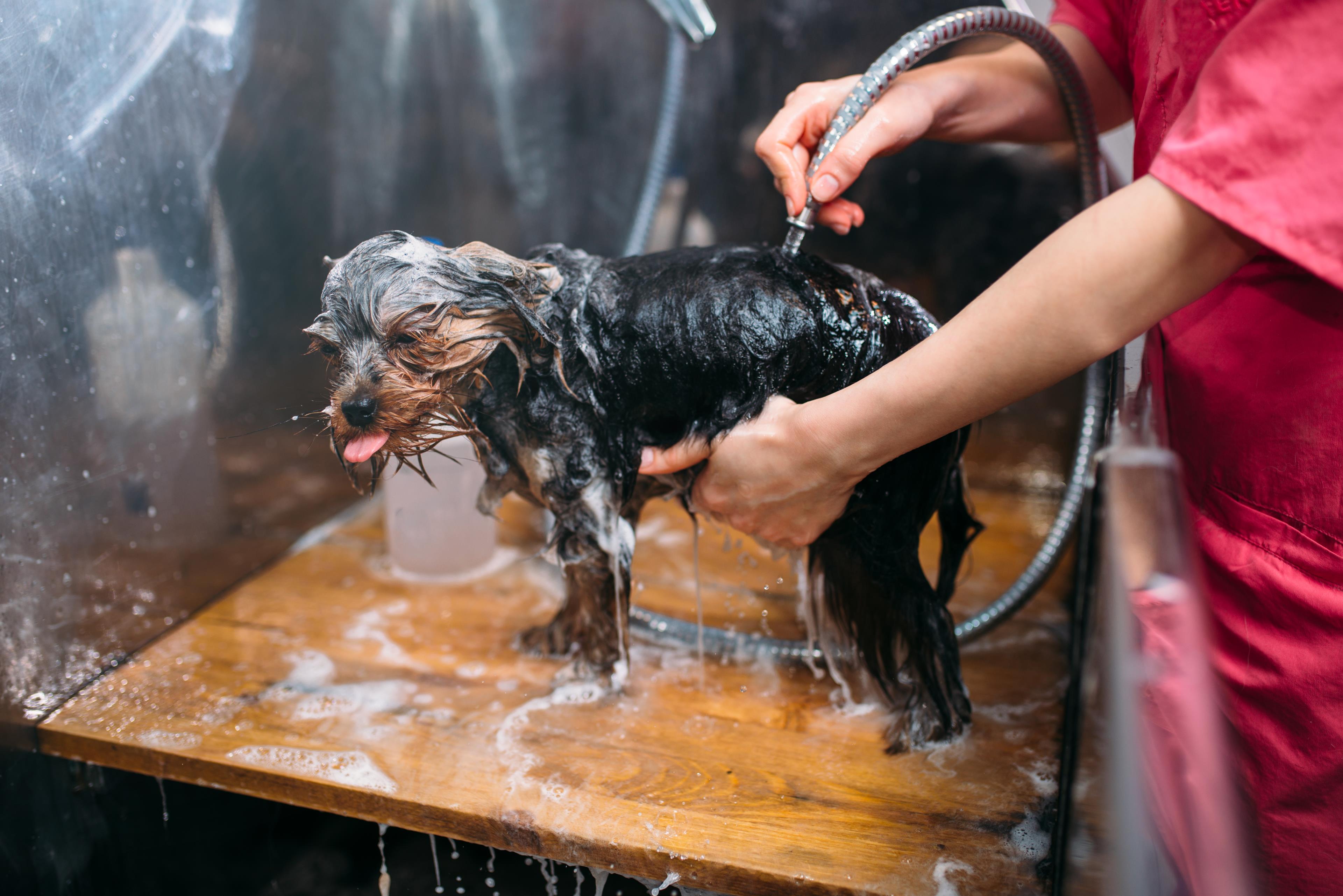 Un cane può essere lavato con acqua e aceto?