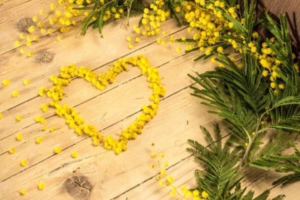 Un cuore fatto con i fiori di mimosa - Immagini per la Festa della Donna