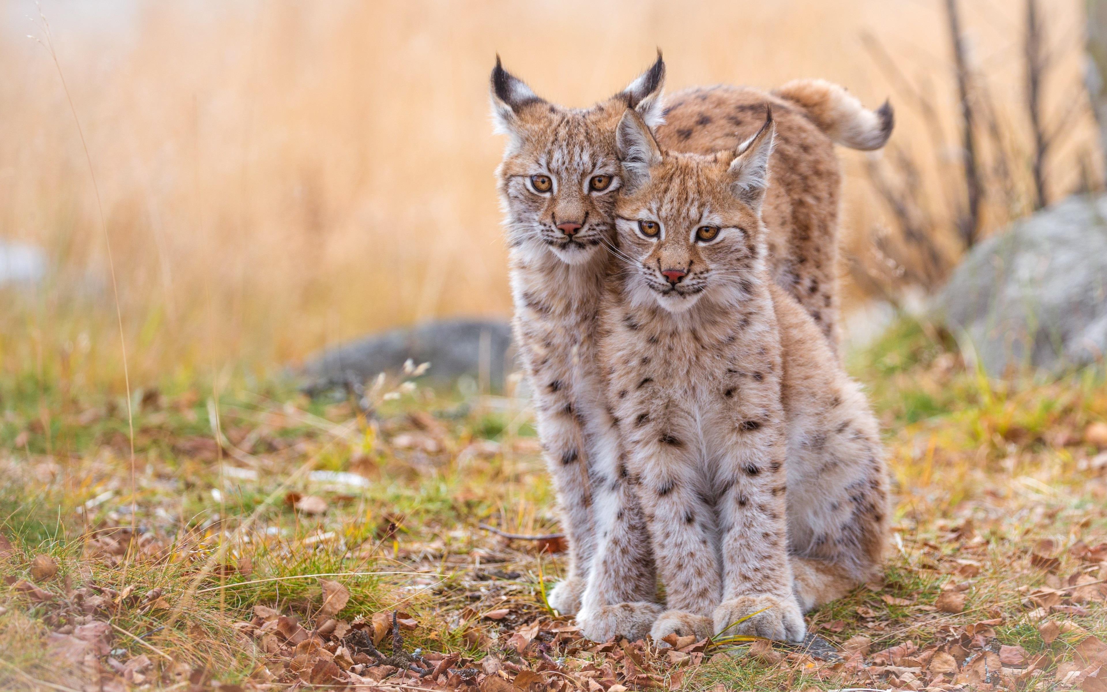 Due cuccioli di lince - Sfondi per PC, iPhone, Android e profilo WhatsApp da scaricare
