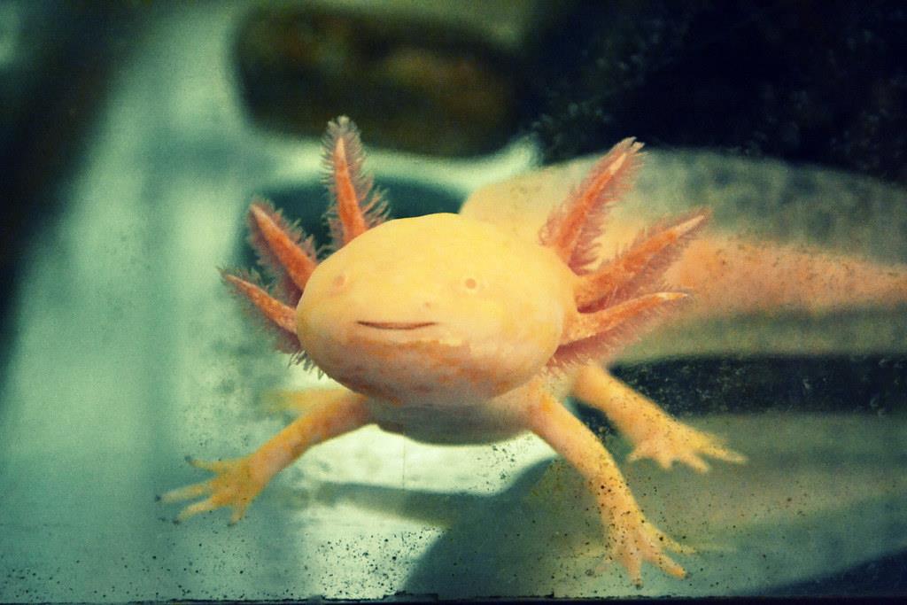 Axolotl animale strano