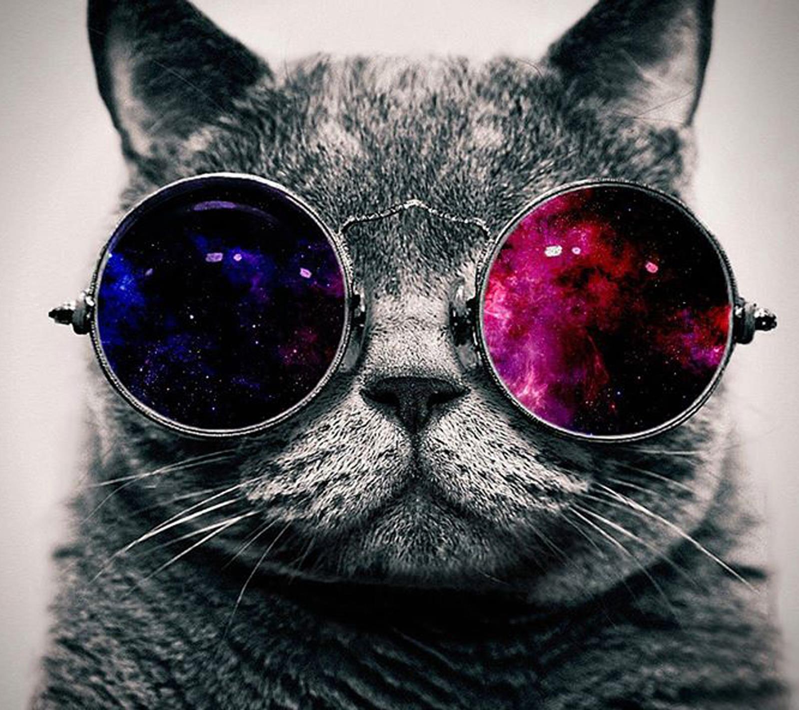 Un gatto con gli occhiali da sole - Sfondi per Android, i più belli da scaricare gratis