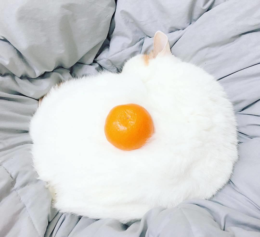 Immagine di u gatto che sembra un uovo