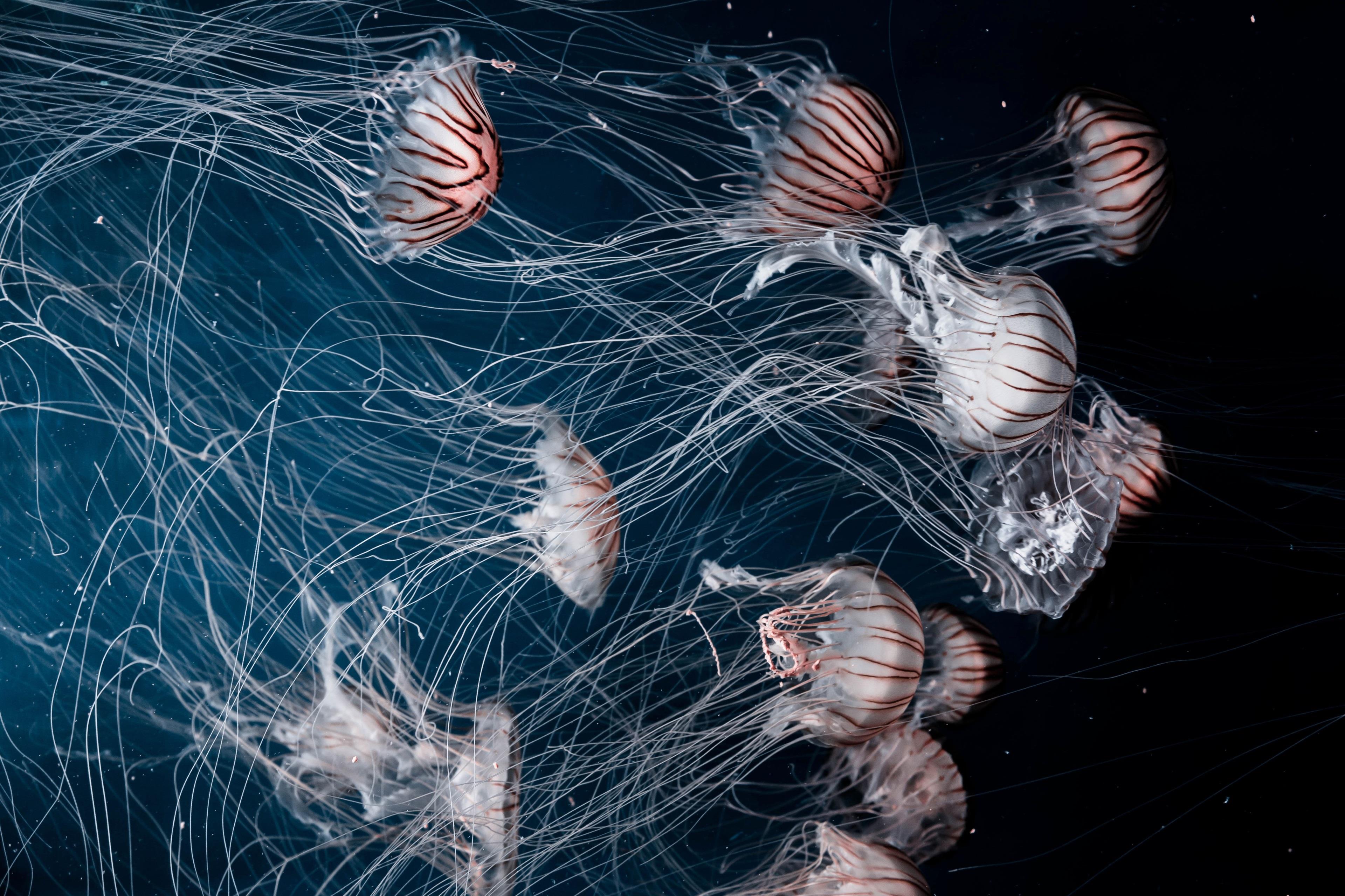 Una serie di meduse - Sfondi per PC, iPhone, Android e profilo WhatsApp da scaricare 