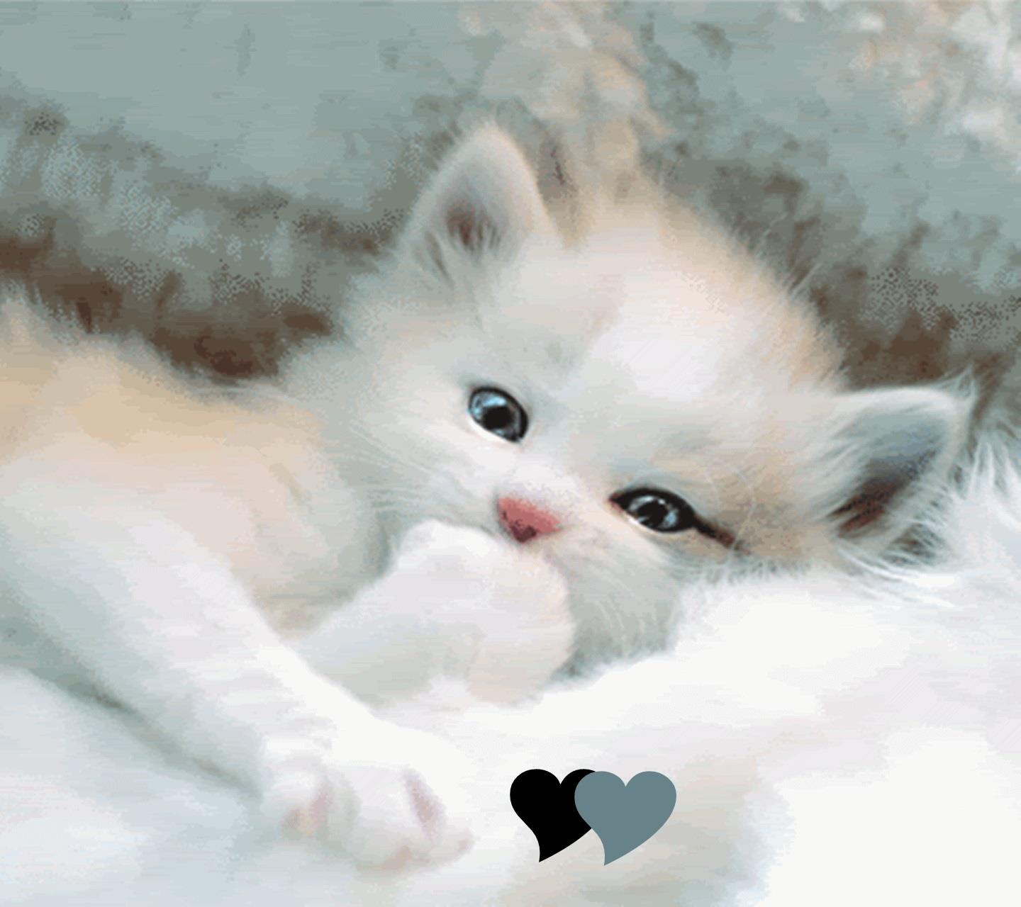 Un tenero gattino - Sfondi per Android, i più belli da scaricare gratis