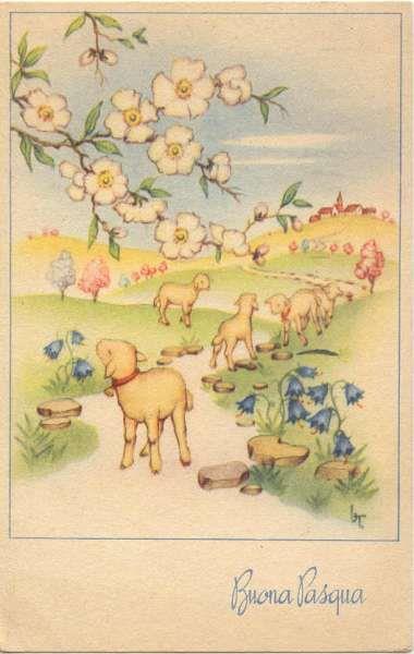 Degli agnelli in una strada di campagna - Immagini per auguri di Buona Pasqua