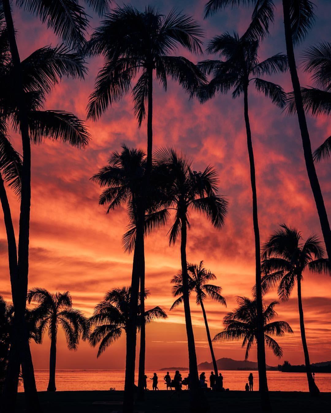 Delle palme al tramonto - Sfondi per PC, iPhone, Android e profilo WhatsApp da scaricare 