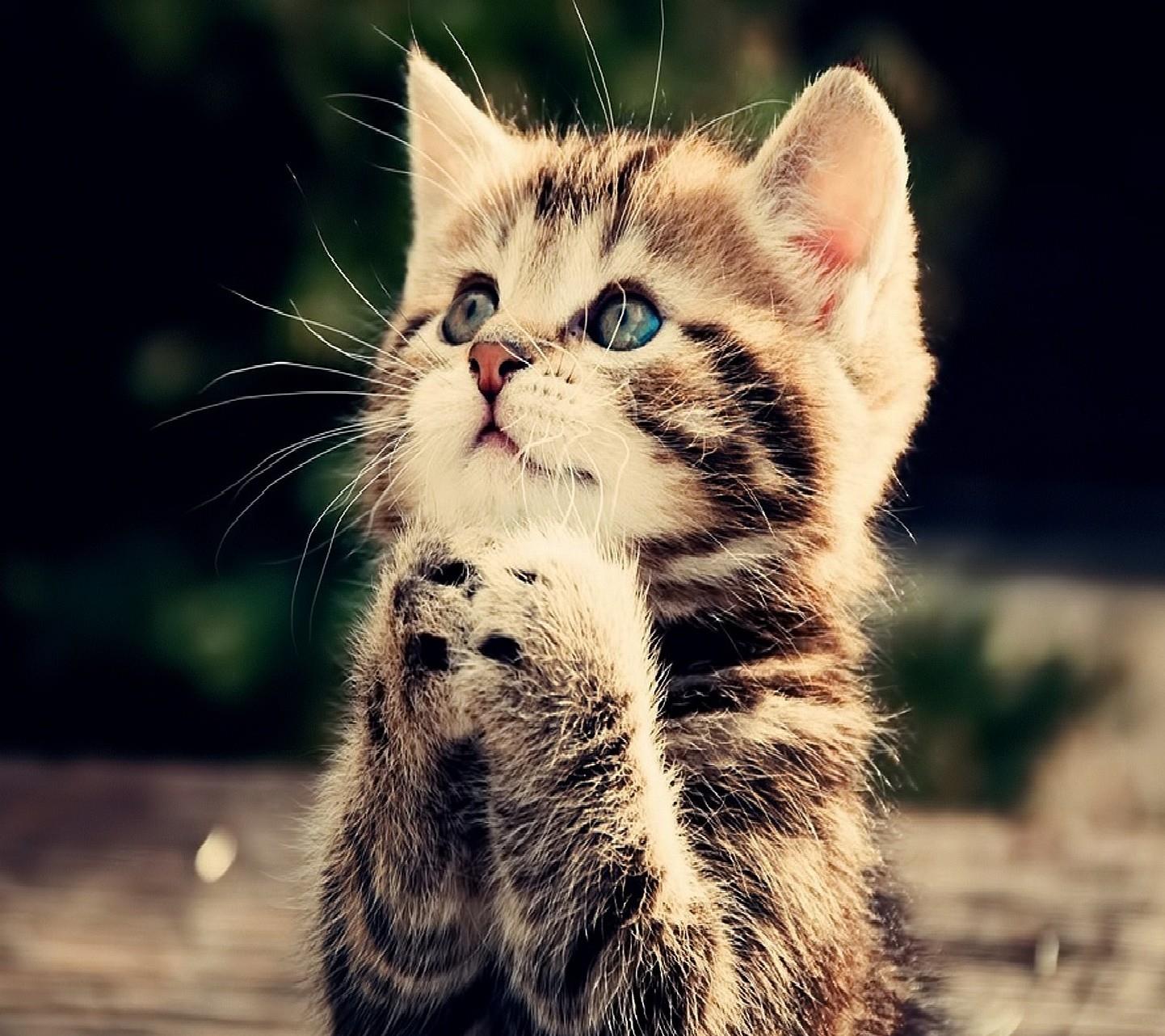 Un gattino che sembra pregare - Sfondi per Android, i più belli da scaricare gratis