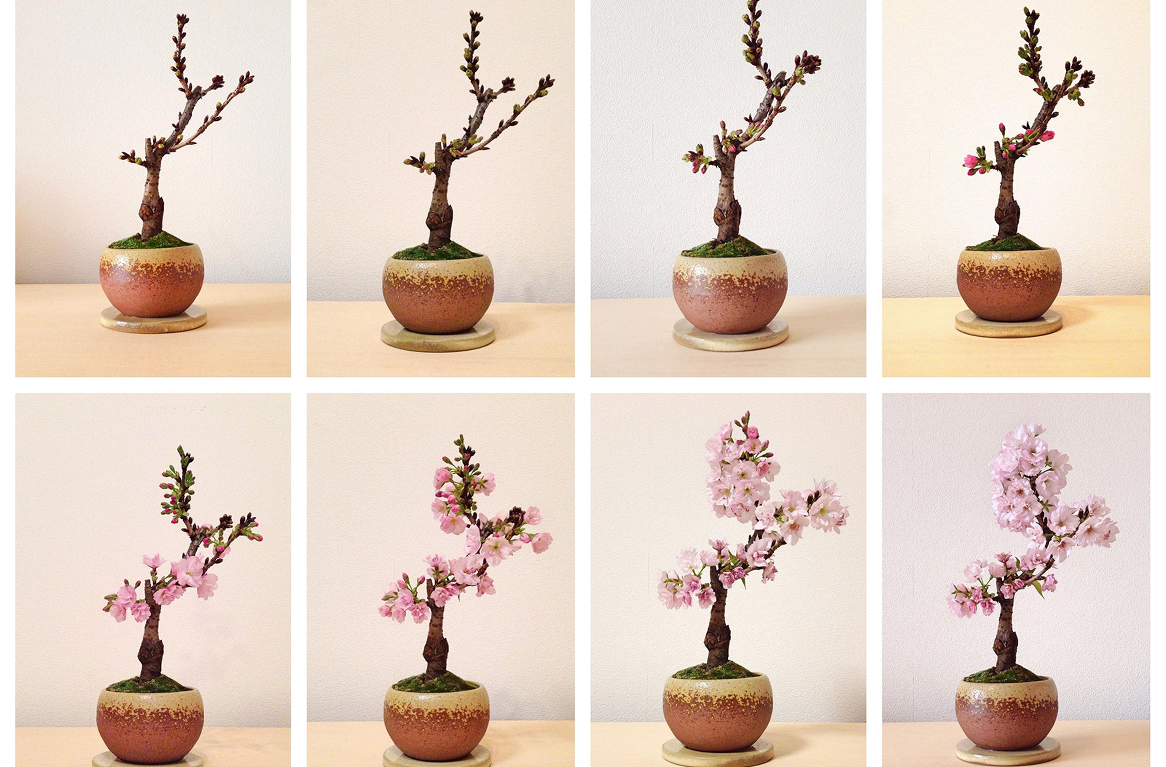 Una guida per imparare a curare un bonsai e ottenere piante bellissime con alcuni consigli e idee