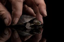 Tortoiseshell: le unghie tartarugate sono il trend nail dell'autunno 2022