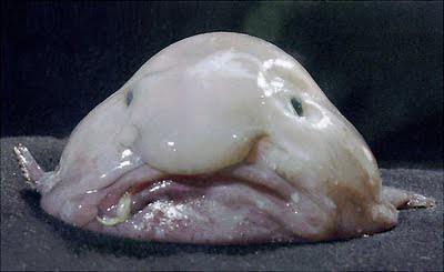 Blobfish tra gli animali più strani del mondo