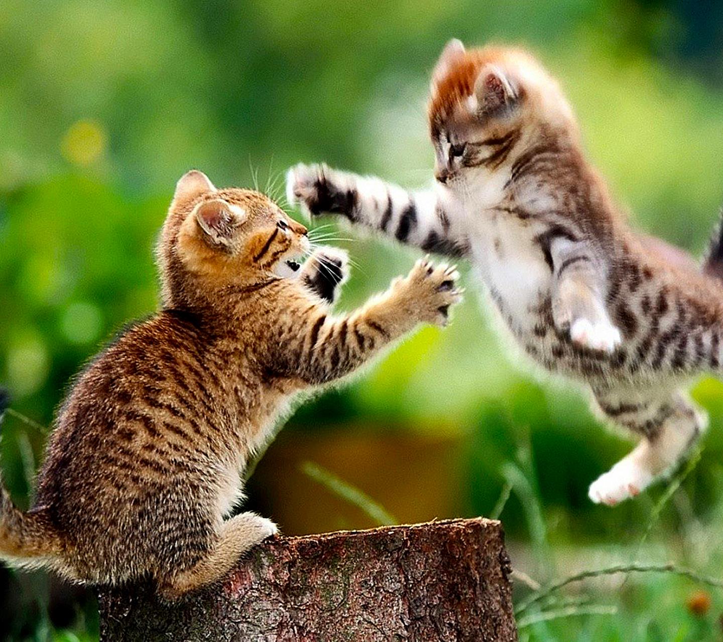 Due cuccioli di gatto che litigano - Sfondi per Android, i più belli da scaricare gratis
