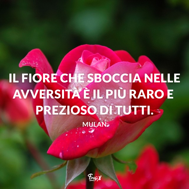 Può Nascere Un Fiore Nel Nostro Giardino Poster