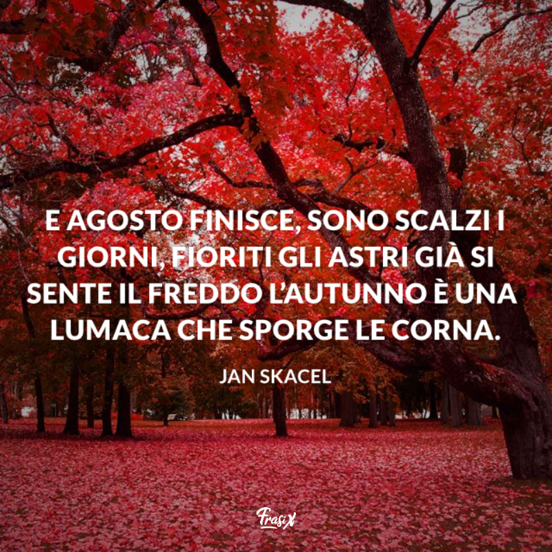 Bosco con il terreno ricoperto di foglie