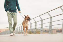 Cani in città: come comportarsi e quali regole bisogna rispettare